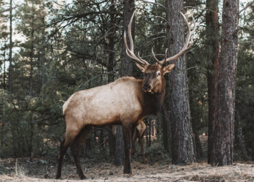 Hunting Safety Rules